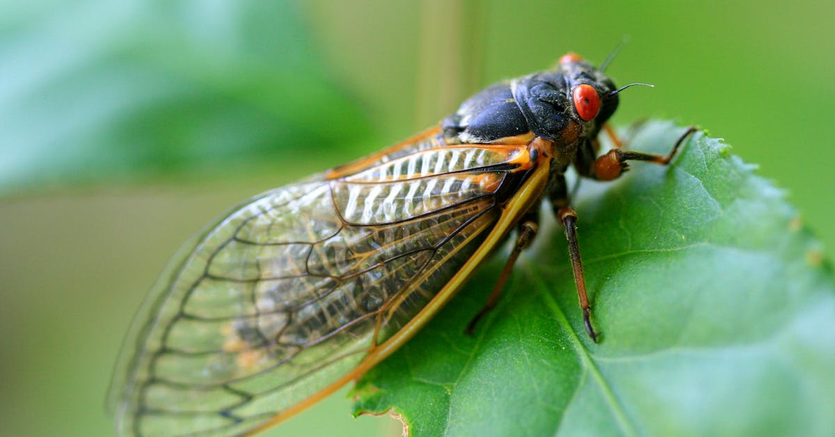 Distributed Acoustic Sensing Cicadas