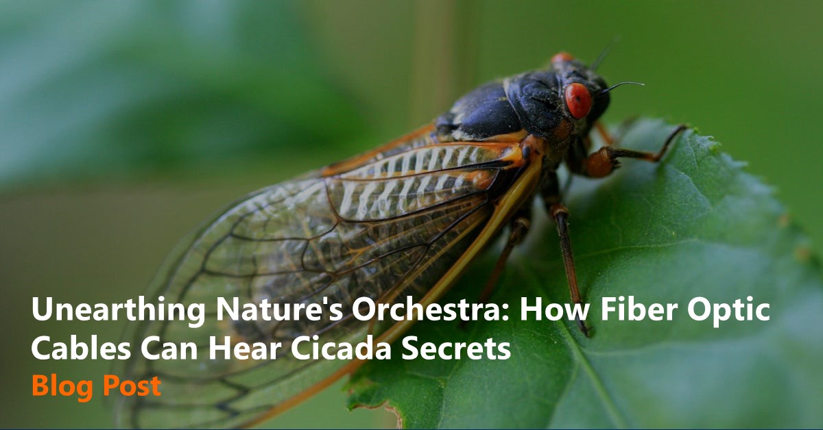 Unearthing Nature's Orchestra How Fiber Optic Cables Can Hear Cicada Secrets